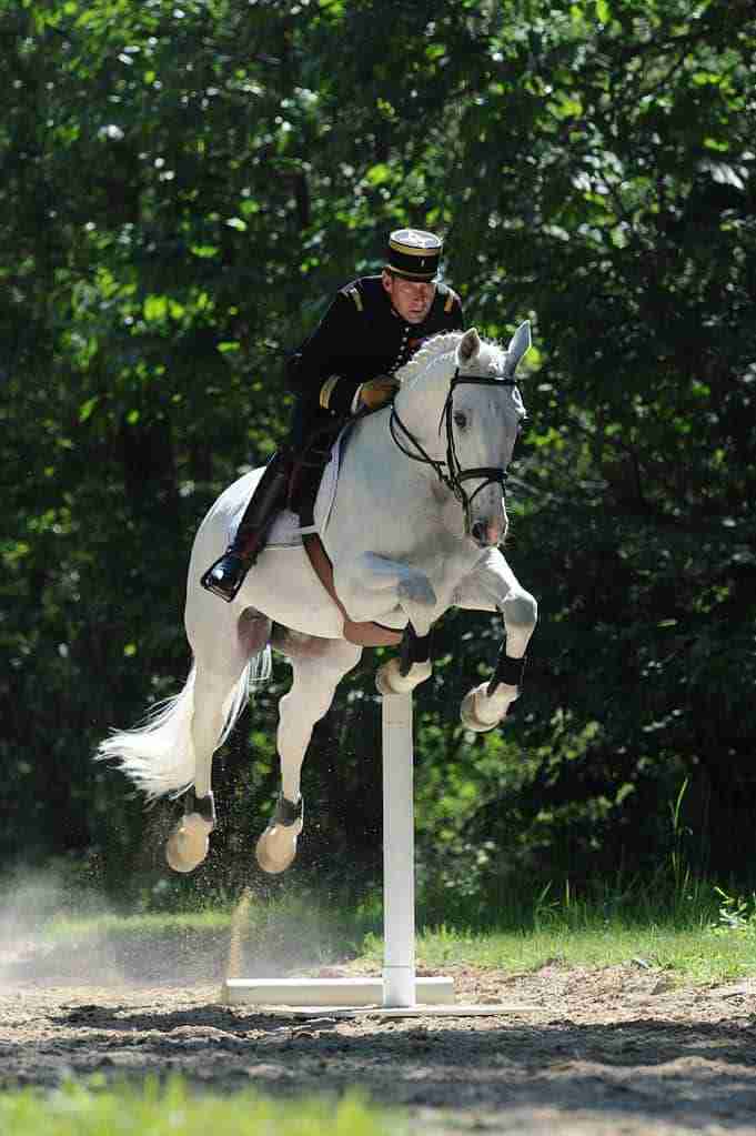 Equitation in the French tradition
